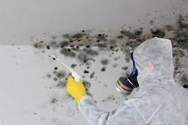 Best Environmental Consulting for Mold Prevention  in Murphys, CA